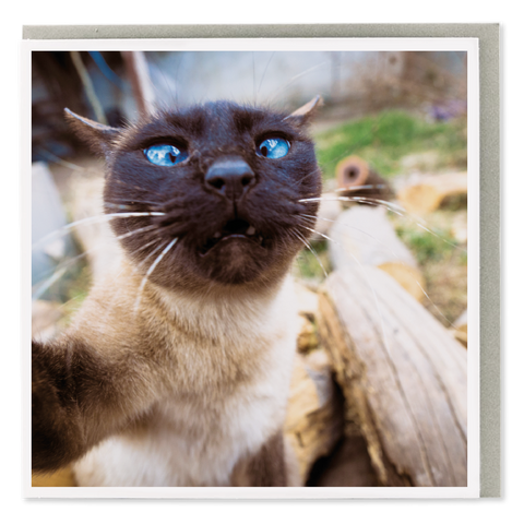 Card - Cat Selfie