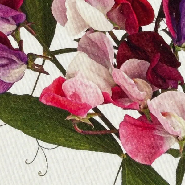 Card - Mixed Sweet Peas