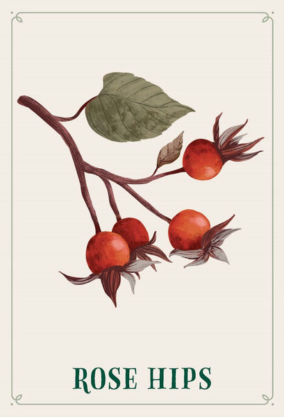 Enchanted Foraging Deck : 50 Plant Identification Cards