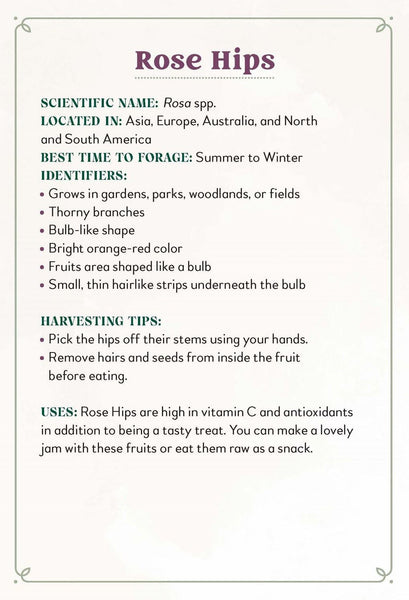 Enchanted Foraging Deck : 50 Plant Identification Cards