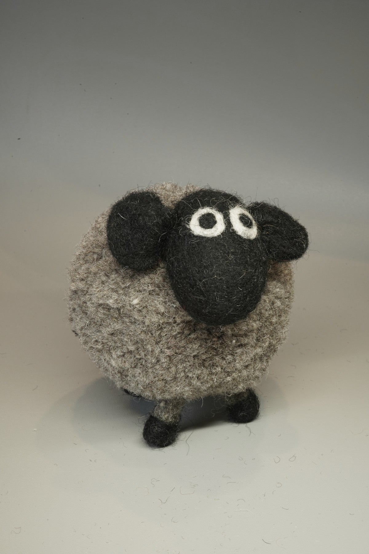 Derek - The Domestic Sheep