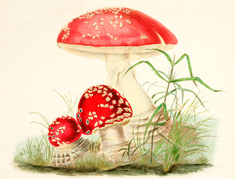 Vintage Petite Card - Toadstool