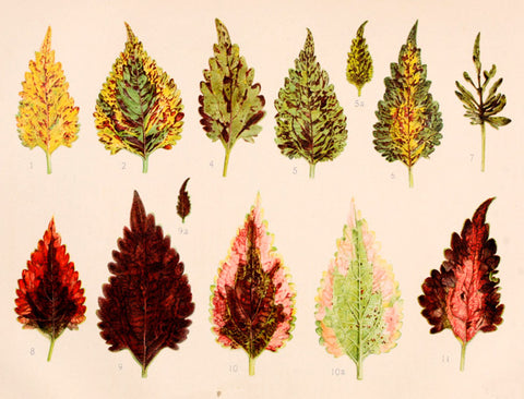 Vintage Petite Card - Leaves