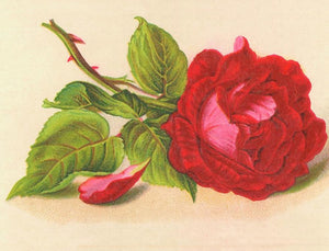 Vintage Petite Card - Rose