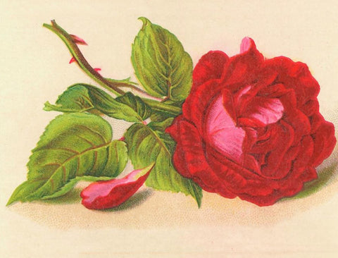 Vintage Petite Card - Rose