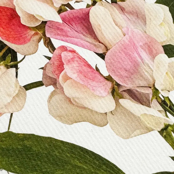 Card - Pink Sweet Peas