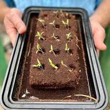 The Sunflower Growbar