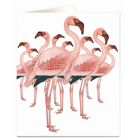 NHM Card - Flamingos