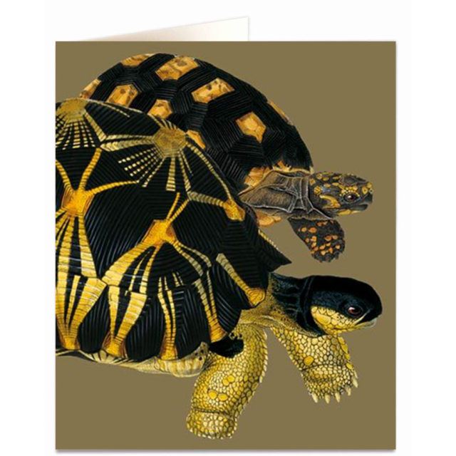 NHM Card - Tortoise