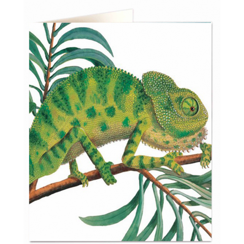 NHM Card - Chameleon