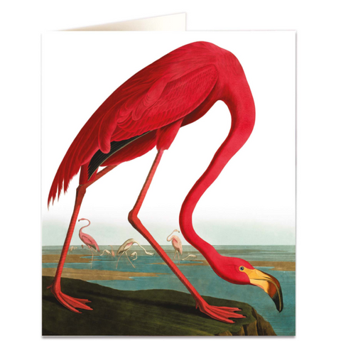 NHM Card - Greater Flamingo