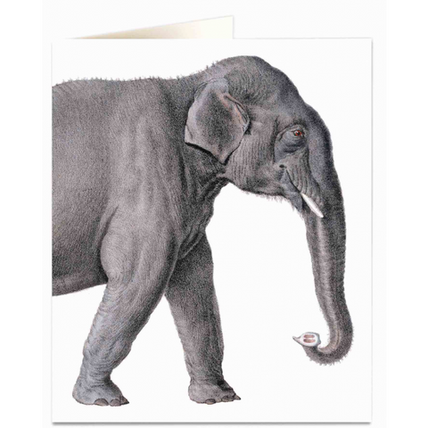 NHM Card - Elephant