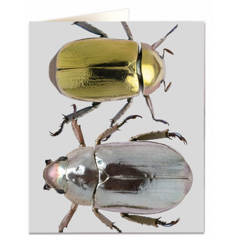 NHM Card - Metallic Beetles