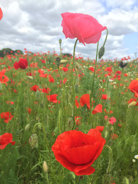 Seedball - Poppy