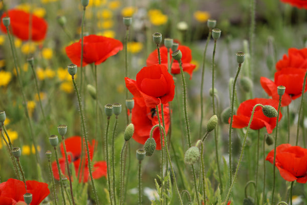 Seedball - Poppy